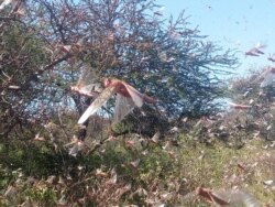 Awwaanisii waan nyaatu barbaada yaa'u Oromiyaa godina afur keessatti himan. Kun ka Booranaati