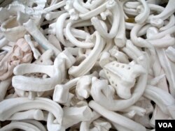 The bones used in the display were crafted out of paper, plaster and clay by students, artists and activists from all around the world over a three-year period. (VOA/J. Taboh)