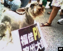 都市居民带上家中宠物抗议PX项目