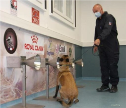 全球参与训练嗅探犬检测新冠病毒的机构包括法国阿尔夫尔国立兽医学校。(照片由兽医学教授Dominique Grandjean提供)