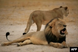 津巴布韦国家公园局散发的摄于2012年10月21日的照片显示为众人所热爱的名狮塞西尔。