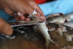 ស្ត្រី​កំពុង​ធ្វើ​ត្រី​ដែលនេសាទ​បាន​ពី​ទន្លេ​មេគង្គ​ ក្នុង​រាជធានី​ភ្នំពេញ នា​រសៀលថ្ងៃ​ទី​២២ ខែ​ឧសភា ឆ្នាំ​២០២១។​ (កាន់ វិច្ឆិកា/វីអូអេ)