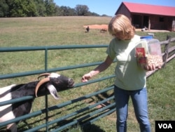Terry Cummings with one of her rescued animals at the Poplar Spring Animal Sanctuary for abused and abandoned farm animals and wildlife, a 400-acre refuge in rural Maryland. (Julie Taboh/VOA)