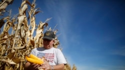 在伊利诺伊州米努卡，农民丹·罗伯茨在收获期间检查他的玉米作物。（资料照片，2014年9月24日）