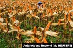 Seorang petani berdiri di ladang jagung di Ciamis, Jawa Barat, 10 Juli 2020. Jagung bisa menjadi salah satu sumber bahan bioetanol. (Foto: AntaraAdeng Bustomi via REUTERS)