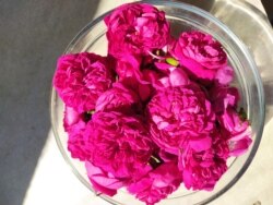 Priprema ruža za pravljenje soka.