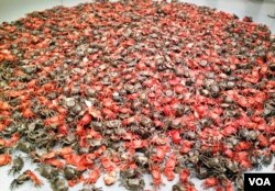 2012年华盛顿史密森博物院赫什霍恩博物馆艾未未艺术展作品之一：河蟹 (美国之音王南拍摄)