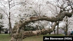 Sebuah pohon Sakura tua di DC