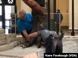 Workers are preparing to move Sue to her new home in the museum’s "Evolving Planet" exhibit in the second floor galleries at the Chicago Field Museum.