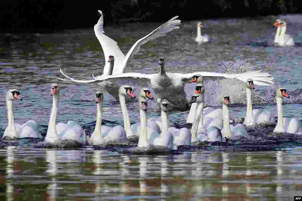 Angsa-angsa berenang di sungai Alster setelah mereka dilepas dari tempat perlindungan selama musim dingin di Hamburg, Jerman.