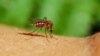 Mosquitoes carry malaria-causing organism.