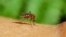 Mosquitoes carry malaria-causing organism.