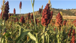 ትካል ምርምር ሕርሻ ትግራይ ኣብ ምስሳን ምህርቲ ሓረስቶት እጃሙ የበርክት ምህላው ተገሊጹ