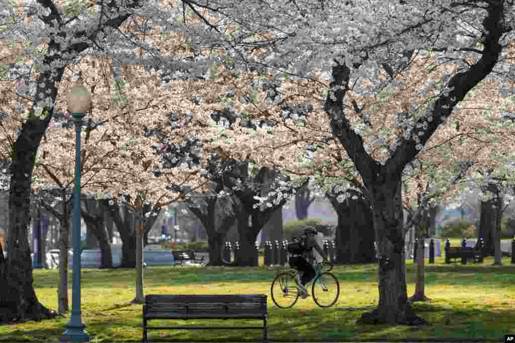 华盛顿国会山上，粉白色的樱花树冠和绿黄色的草地形成对比。（2016年3月24日）