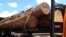 Des grumes de bois destinées à l’exportation à Yaoundé, le 17 novembre 2019. (VOA/Emmanuel Jules Ntap)