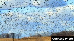 Spectacular Starlings