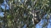 Growing Plants to Save Australia's Koalas