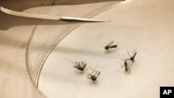 Mosquitoes are sorted at the Dallas County mosquito lab in Dallas, Aug. 16, 2012. 
