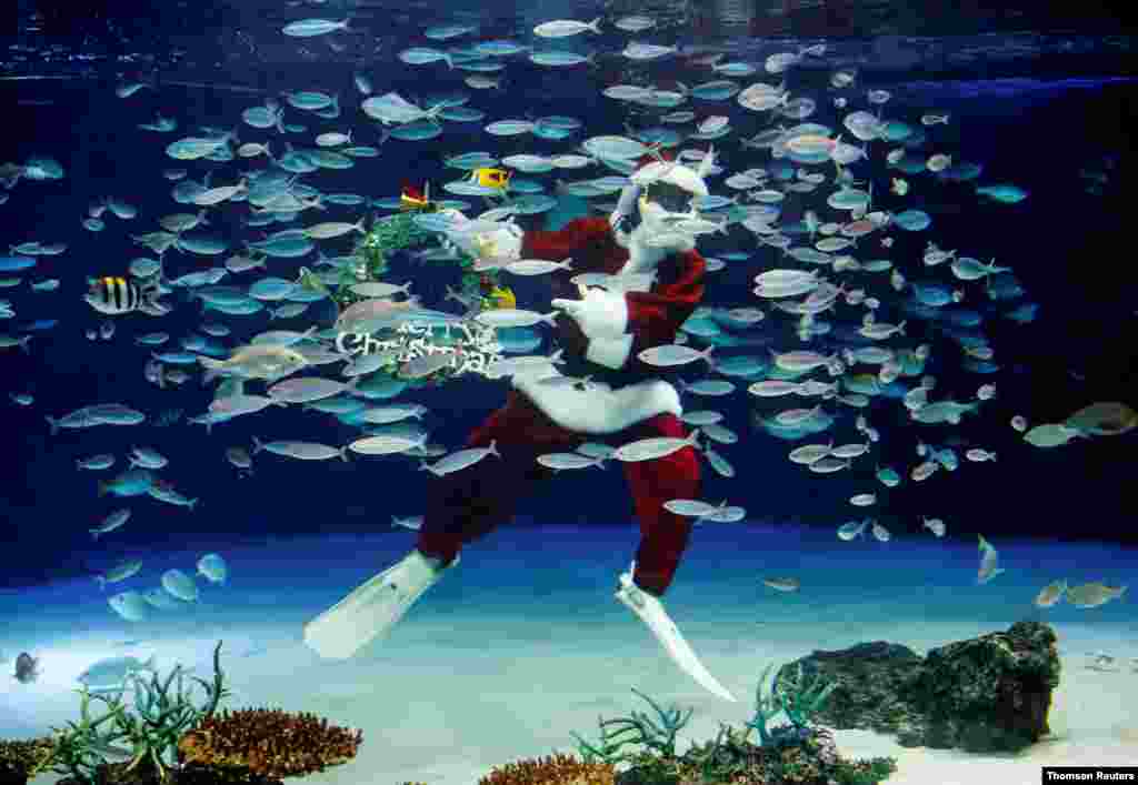 일본 도쿄의 선샤인 수족관에서 산타클로스 복장의 잠수부가 크리스마스 수중 공연을 하고 있다.