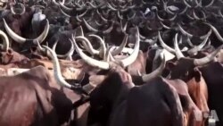 Daruruwan Shanun Sata Da Jami'an Soja Sukayi Nasarar Kwatowa