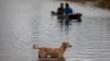 Un chien se tient sur une route inondée alors qu'un canoë glisse après l'ouragan Iota à Bilwi, Puerto Cabezas, Nicaragua, le 18 novembre 2020.