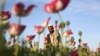 An Afghan man walks through a poppy field in the Surkhroad district of Jalalabad east of Kabul, Afghanistan, April 14, 2017.