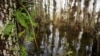 Cypress domes - where trees at the center of a swampy area grow higher than those at the edge - are the most common swamp habitat in Florida. This is Gator Hook Cypress Dome.