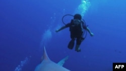 Các khoa học gia ngành hải dương học ước tính rằng 30% các chủng loại cá mập đang bị đe dọa tuyệt chủng