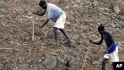የኮንሶ ገበሬዎች ዘር እየዘሩ [የአሶሽየትድ ፕረስ ፎቶ/AP]