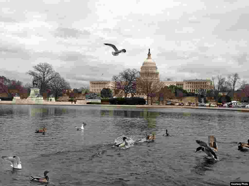 Burung-burung camar dan itik-itik liar bermain di kolam di depan gedung Capitol di Washington DC.