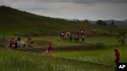 지난 2014년 북한 평양 인근 논에서 학생들이 농사 일을 돕고 있다. (자료사진)