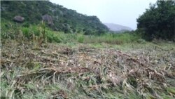 Climate Change Report Filed By Irwin Chifera