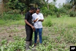 Rita Quansah, right, from Uniti Networks, shows farmer Cyril Fianyo, 64, years, how to navigate the farmers' apps on his phone in Atabu, Hohoe, in Ghana's Volta Region, Wednesday, April 18, 2024. (AP Photo/ Misper Apawu)