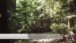 美国宇航局发射卫星测绘全球森林图谱