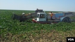 የእንቦጭ አረም 