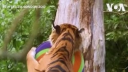 វីដេអូខ្លី៖ សត្វខ្លា​នៅ​ក្នុង​សួនសត្វ​ក្នុង​ទីក្រុង​ឡុងដ៍ រីករាយ​ជាមួយនឹង​រូបស្ករគ្រាប់​ដែល​គេ​តាំង​ក្នុង​ពេល​រដូវ​បុណ្យ​ណូអែល