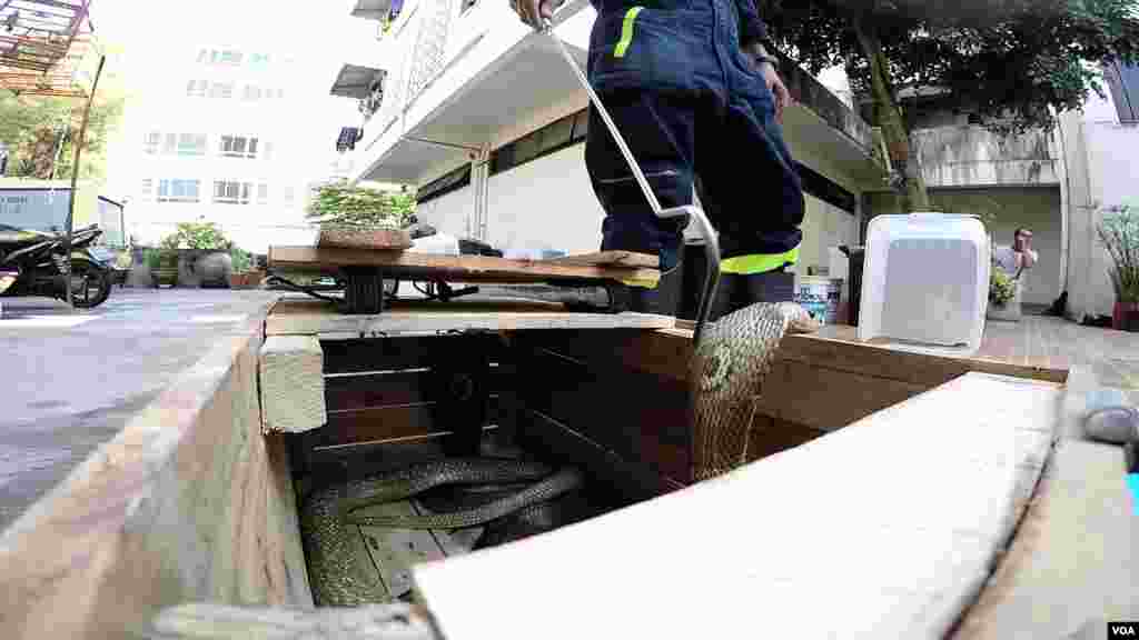 Khun Pinyo removes a cobra snake from a box, Feb. 28, 2016. (Z. Aung/VOA)