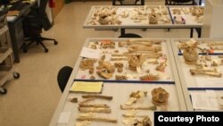 하와이에 있는 ‘미군 전쟁포로·실종자 확인 합동사령부(JPAC)’에서 북한으로 부터 받은 미군 유해 신원 확인 작업을 진행 중이다. 사진 제공: 제니 진 K208 팀장.