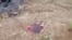 This image taken from video Dec. 7, 2021, shows bloodstains on the ground near several charred corpses in the town of Done Taw, in Myanmar's Sagaing region.