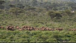 ሀምሳ አመት ያስቆጠረው የባቢሌ ዝሆኖች መጠለያ ህልውና አደጋ ላይ ነው