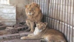 شیر ایرانی پس از ۱۲۰ سال به زادگاهش باز می گردد