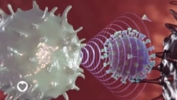 LAFIYARMU: A Ina Muke Ne A Binciken Samun Rigakafin Cutar Covid 19?