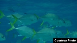 Changes in ocean and climate systems due to global warming could lead to smaller fish. (Credit: Halseike Creative Commons)