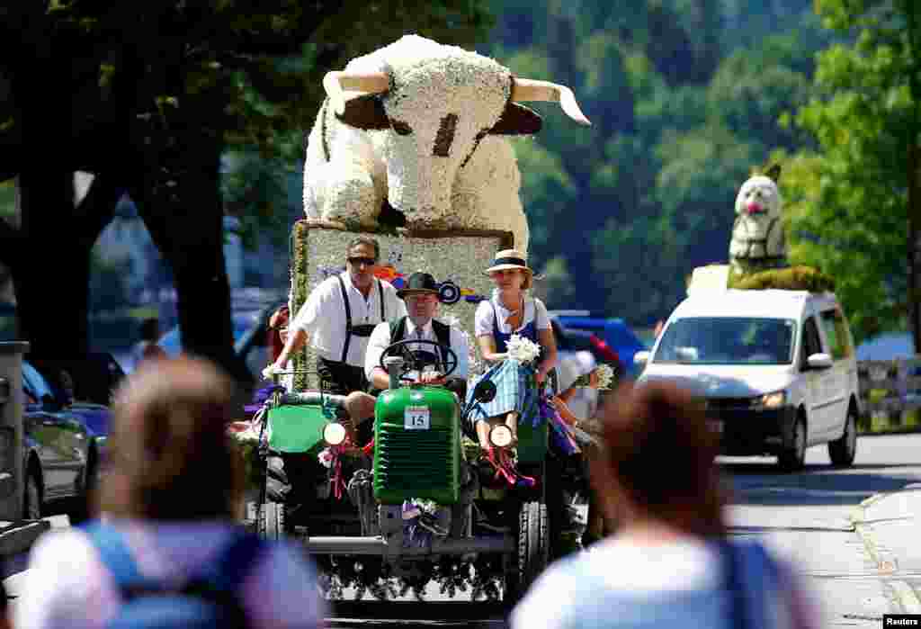 Patung sapi yang dibuat dari bunga bakung (daffodil) meramaikan parade bunga bakung pada festival di kota Grundlsee, Austria.