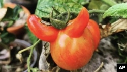 This September 2021 photo provided by Richard Gill shows a tomato with a genetic mutation in North London, England. (Richard Gill @happymrgill via AP)