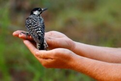 FILE - A red-cockaded woodpecker looks to a biologist as it is released back into in a long leaf pine forest at Fort Bragg in North Carolina, July 30, 2019.