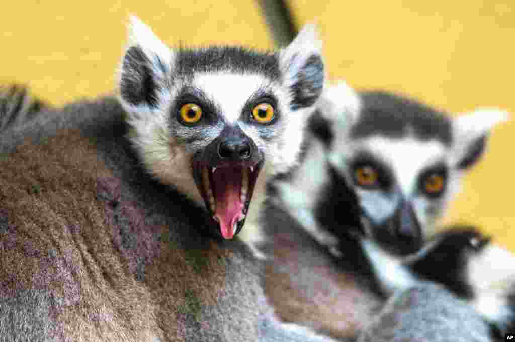 Binatang lemur duduk di kandang mereka di kebun binatang kota Straubing, Jerman selatan.