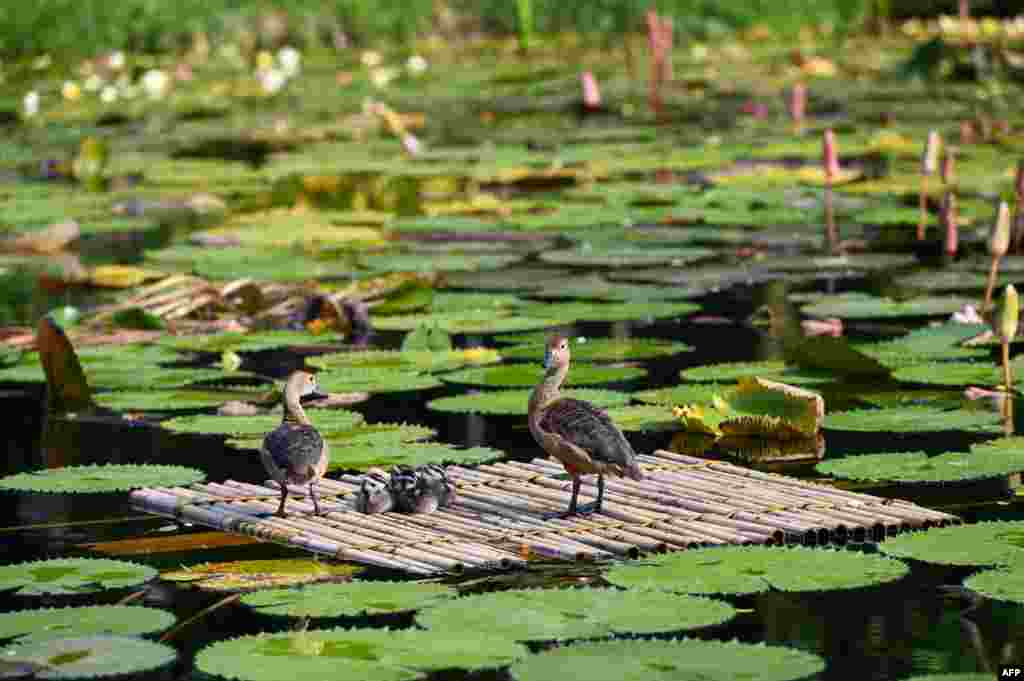Two fully grown and young lesser whistling ducks are seen on a bamboo raft in a pond at the Gardens by the Bay in Singapore.