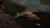 Happy Snails Produce More Slime for Thai Farmers