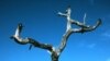 Climate Change Blamed for Dying African Trees